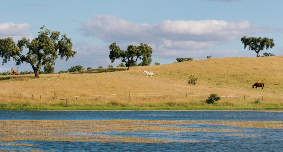 Herdade_do_Freixo_Casa_Relvas_gallery_4